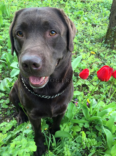 Kettenhalsband Edelstahl fr Labrador, Sprenger fr Retriever - zum Schließen ins Bild klicken