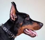 Bestes Leder Halsband mit Pyramiden fr Dobermann