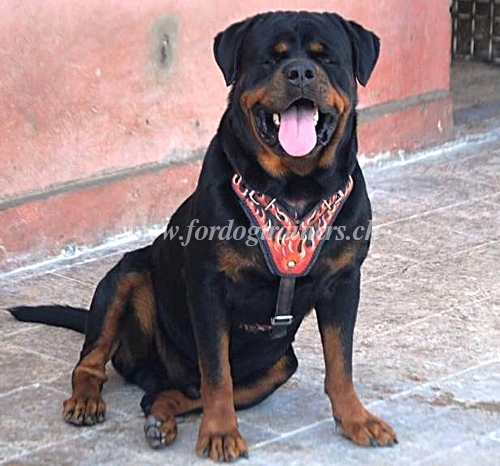 Harnais en cuir solide H1 Flamme dcor pour Rottweiler