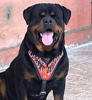 Ledergeschirr fr Rottweiler Flamme Bemalung Handarbeit