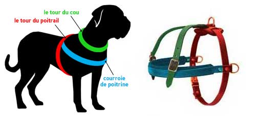 Comment prendre les mesures du
chien pour harnais H5