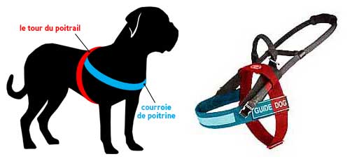 Comment prendre les mesures du chien pour
harnais H20W