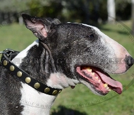 Halsband fr Bullterrier Super Design ❋