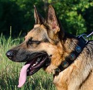 Deutscher Schferhund Halsband Leder mit blauen Steinen