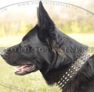 Lederhalsband fr Schferhund Groartig ❇