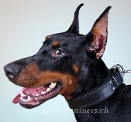 Hundehalsband Gepolsterter fr Dobermann Schweiz