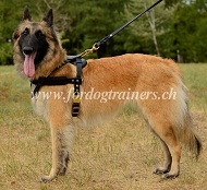 Hundegeschirr Leder fr Tervueren Hund fr Zugarbeit